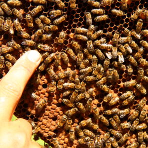 Для стимуляции и развития пчелосемей