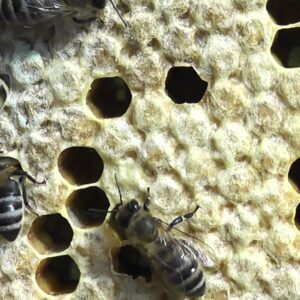 Против гнильцовых болезней пчёл